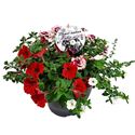 Bild von TP26 Mixpot Mix 9